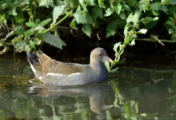 The common moorhen  (also known as the waterhen and as the swamp chicken) is a bird species in the...