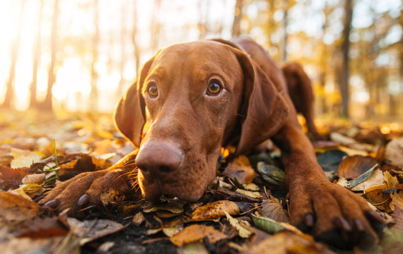 Portrait Of Hungarian Vizsla Lying Outdoors In Autumn Park