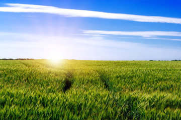 Beautiful sunset over wheat field. Agricultural landscape.