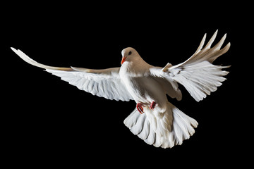 Christmas white bird flying on a black background - Powered by Adobe