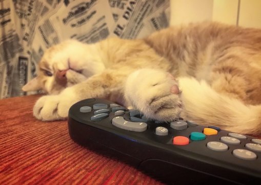 sleepy cat watching tv