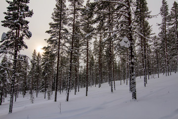 Tief verschneite Bäume in Lappland, Finnland