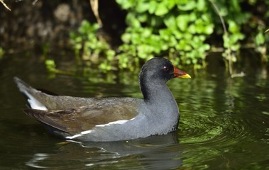 The common moorhen  (also known as the waterhen and as the swamp chicken) is a bird species in the family Rallidae.