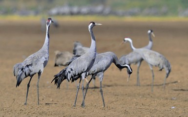 Cranes dancing in the field. The common crane , also known as the Eurasian crane.
