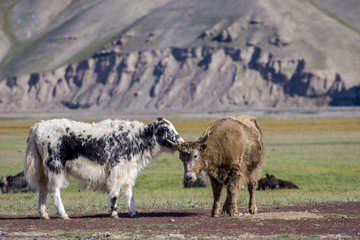 Obraz premium Yaks in the pasture, Kyrgyzstan