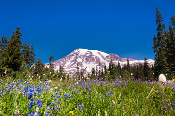 Blooming meadow at Mount Rainier
