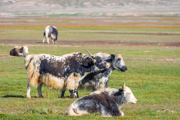 Fototapeta premium Yaks in the pasture, Kyrgyzstan