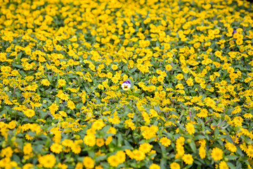 Beautiful pansy in a sea of yellow flowers.