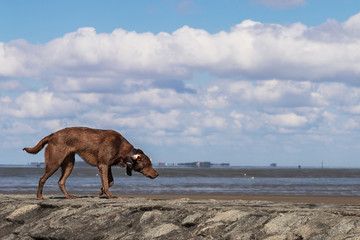 Hund an der Nordsee