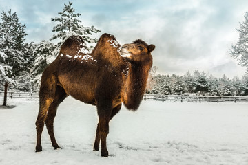 two-humped camel in the winter among the snow