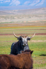 Male yak in the pasture, Kyrgyzstan