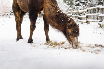 two-humped camel in the winter among the snow