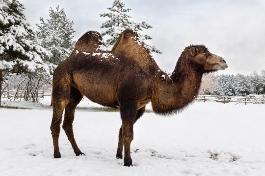 two-humped camel in the winter among the snow