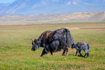 Female yak with its baby in the pasture