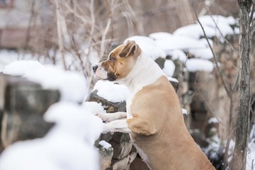 american staffordshire terrier dog portrait