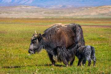 Female yak with its baby in the pasture