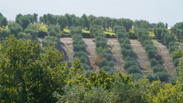 15141_Green_trees_of_olive_groves_in_the_farm.mov