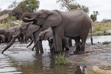 Elepants in Kruger National Park, South Africa