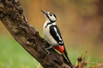 Obraz premium Great Spotted Woodpecker