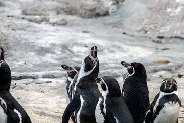 a group of african penguins at zoo