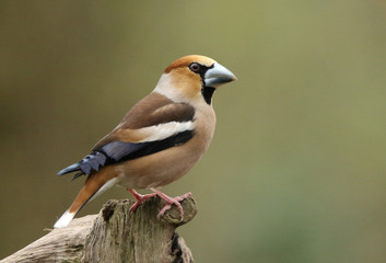 Obraz premium Perched Hawfinch