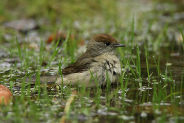 Female blackcap taking a bath
