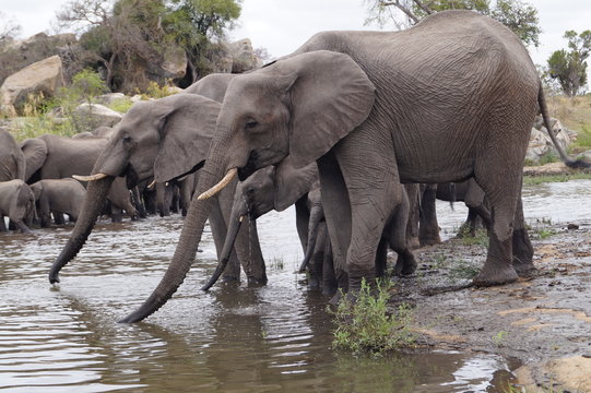 Elepants in Kruger National Park, South Africa