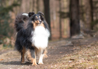 Sheltie im Wald