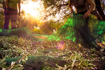Harvesting fresh olives on green nets from woman agriculturists in an olive tree field in Crete,...