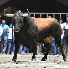 bull