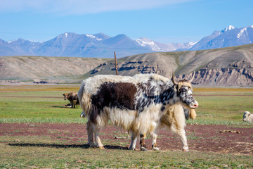 Yaks in the pasture, Kyrgyzstan