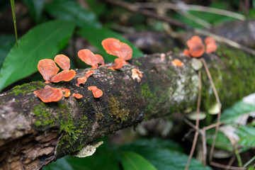 Orange bark rain forest