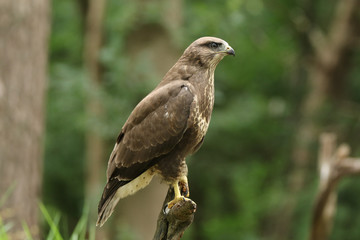 Beautiful juvenile buzzard