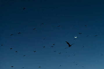 Bats flying in sunset