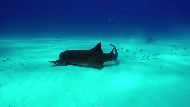 Bull Shark with divers underwater of Tiger Beach Bahamas. Extreme scuba diving. Swimming with a dangerous predator Carcharhinus leucas in pure blue water of Atlantic Ocean.
