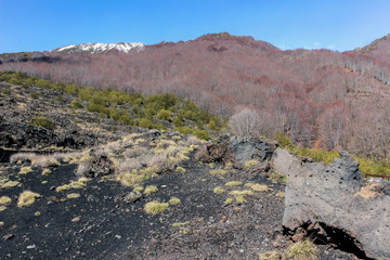 landscape of plants on mount etna 