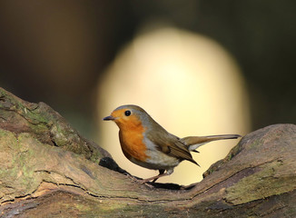 Europian Robin