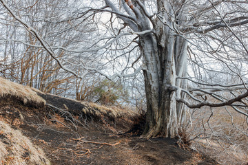 Fototapeta na wymiar big bald oak tree in forest at winter