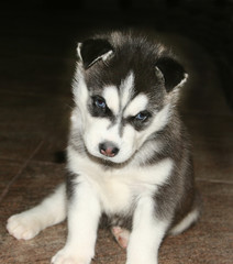 cute puppy Siberian husky black and white with blue eyes.