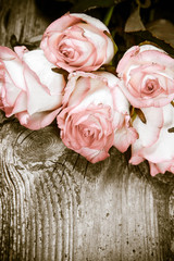 White pink roses on a wooden background