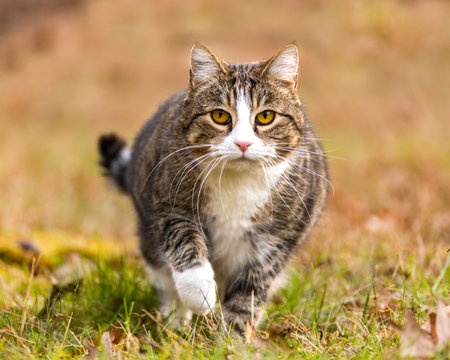 Cat on the Prowl