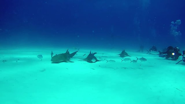 Bull Shark with divers underwater on sand of Bahamas. Extreme scuba diving.