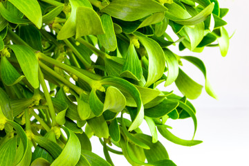 Fototapeta premium Green mistletoe close up. Nature background. Christmas concept