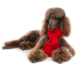 Laying Down Standard Poodle in and Red Scarf on White Background