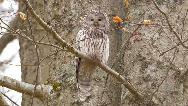 Ural owl (Strix uralensis)