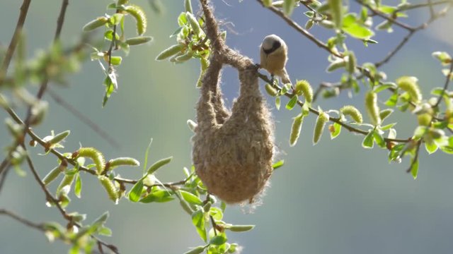 Eurasian penduline tit (Remiz pendulinus) building nest
