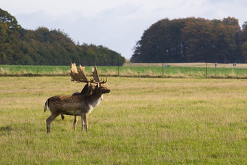 deer in Dyrehave forest north of Copenhagen