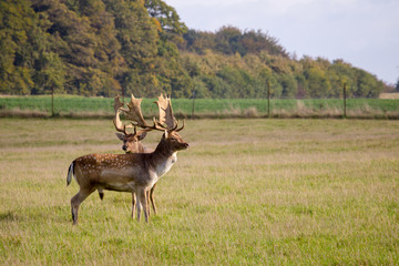 deer in Dyrehave forest north of Copenhagen