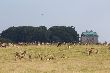Fototapeta na wymiar deer in Dyrehave forest north of Copenhagen