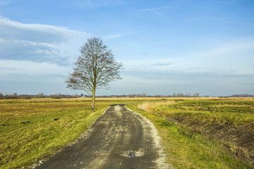 Fototapeta na wymiar Lonely tree without leaves by the road
